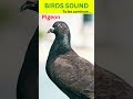Pigeon Sound | Beautiful Pigeon #shorts #pigeon