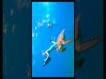 Swimming with sea turtle, Scooter Snorkeling in Antigua