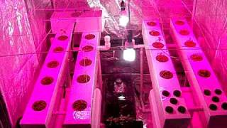 Aeroponics vs Fogponic