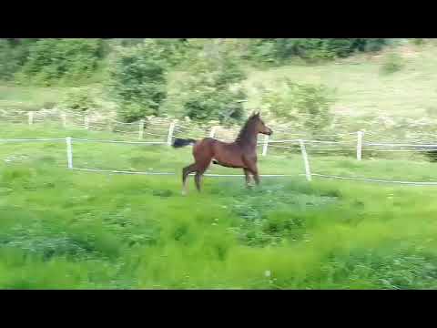 Stutfohlen v. Chubakko-Mulligan xx