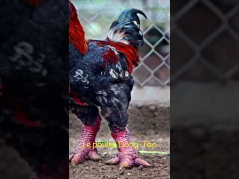 , title : 'Les 10 gros poulets du monde : Le poulet Dong-Tao'