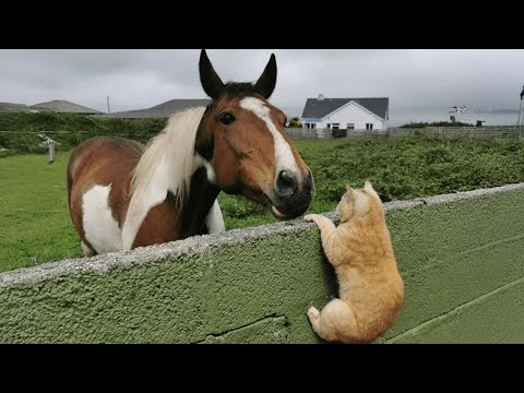 When Kitten Runs the Stable Now 🐱 Funny Cat Videos 2025 Ever!