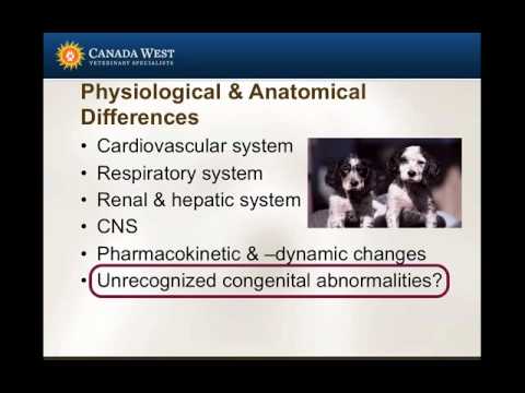 Anesthesia throughout the lifecycle: The Pediatric Patient - part 1