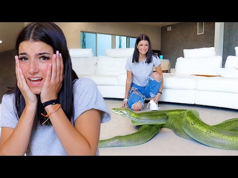 SCARING CHARLI D'AMELIO WITH GIANT SNAKE!!