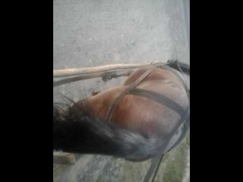 Semigreul lui Ionel dascalul de la Rachelu.