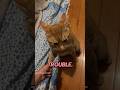 Orange Cats Are Built Different Cat Cats Blowup