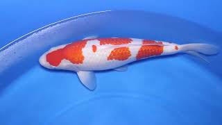 video van Ginrin Kohaku KO-V25-0249