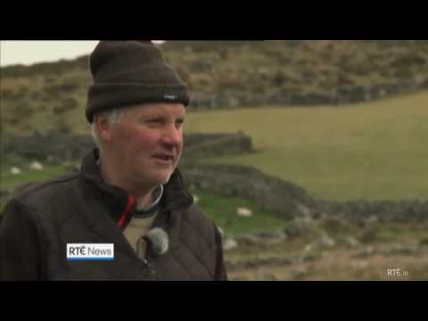 RTÉ Irish Farmer in County Kerry is missing sheep!! Strong accent