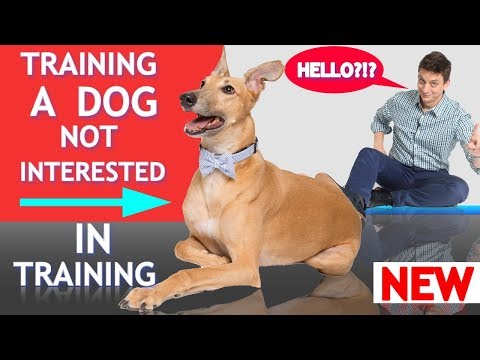 YouTube video about: Can you bring your dog to lazy dog?
