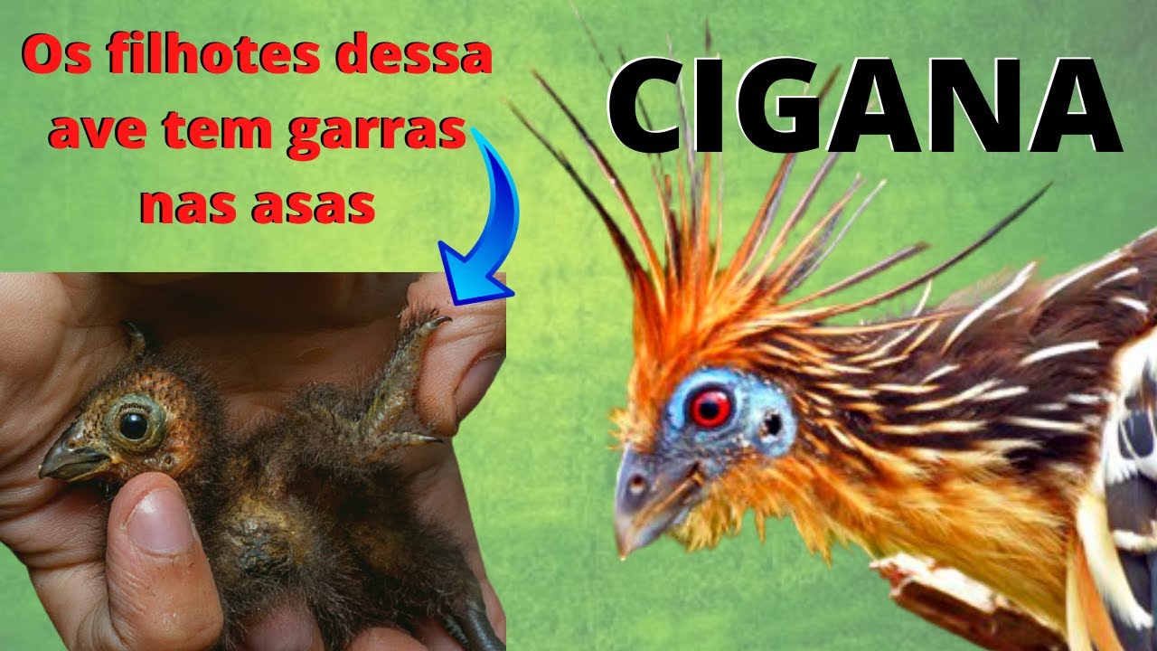 CIGANA! OS FILHOTES DESSA AVE TEM GARRAS NO LUGAR DAS ASAS! PARECEM FILHOTES DE DINOSSAUROS! POR QUE