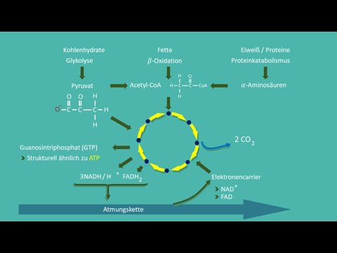 Der Glykolyse und Citratzyklus Rap