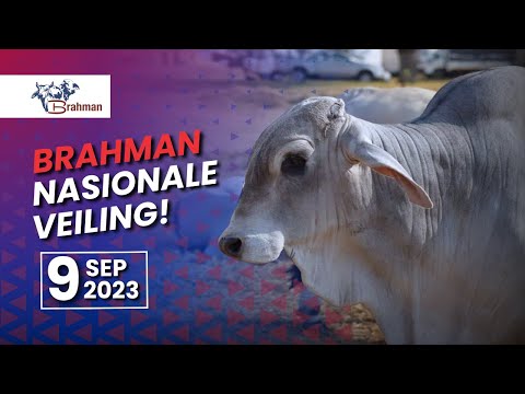 Nasionale Brahman veiling weer witwarm
