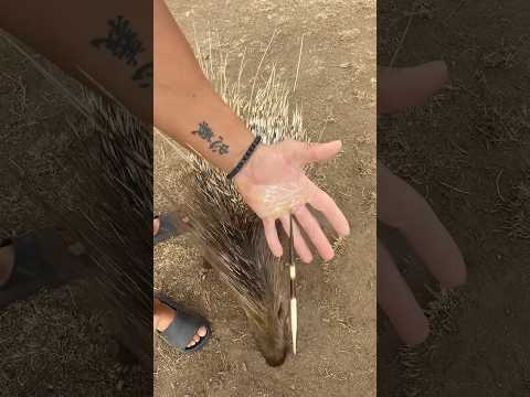 Enfrento MIS MANOS a un PUERCOESPÍN 🤯