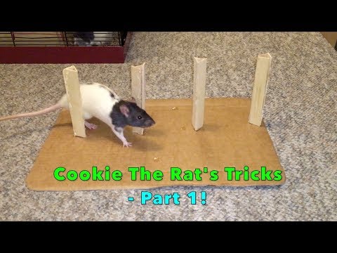Cookie The Rat's Tricks - Part 1!