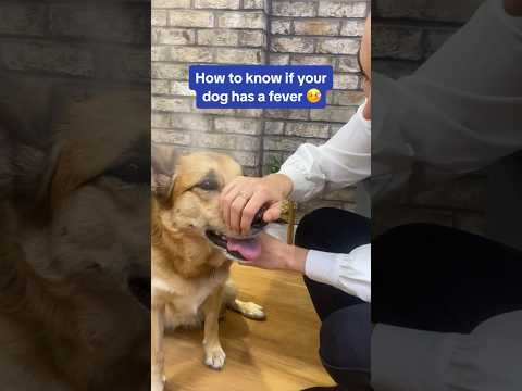 How to know if your dog has a fever 🌡️🐶 #shorts
