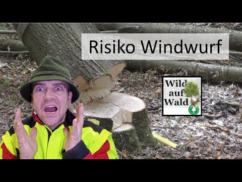 🌲Extremely dangerous storm-damaged wood: Explanations on working techniques with the chainsaw #wi...