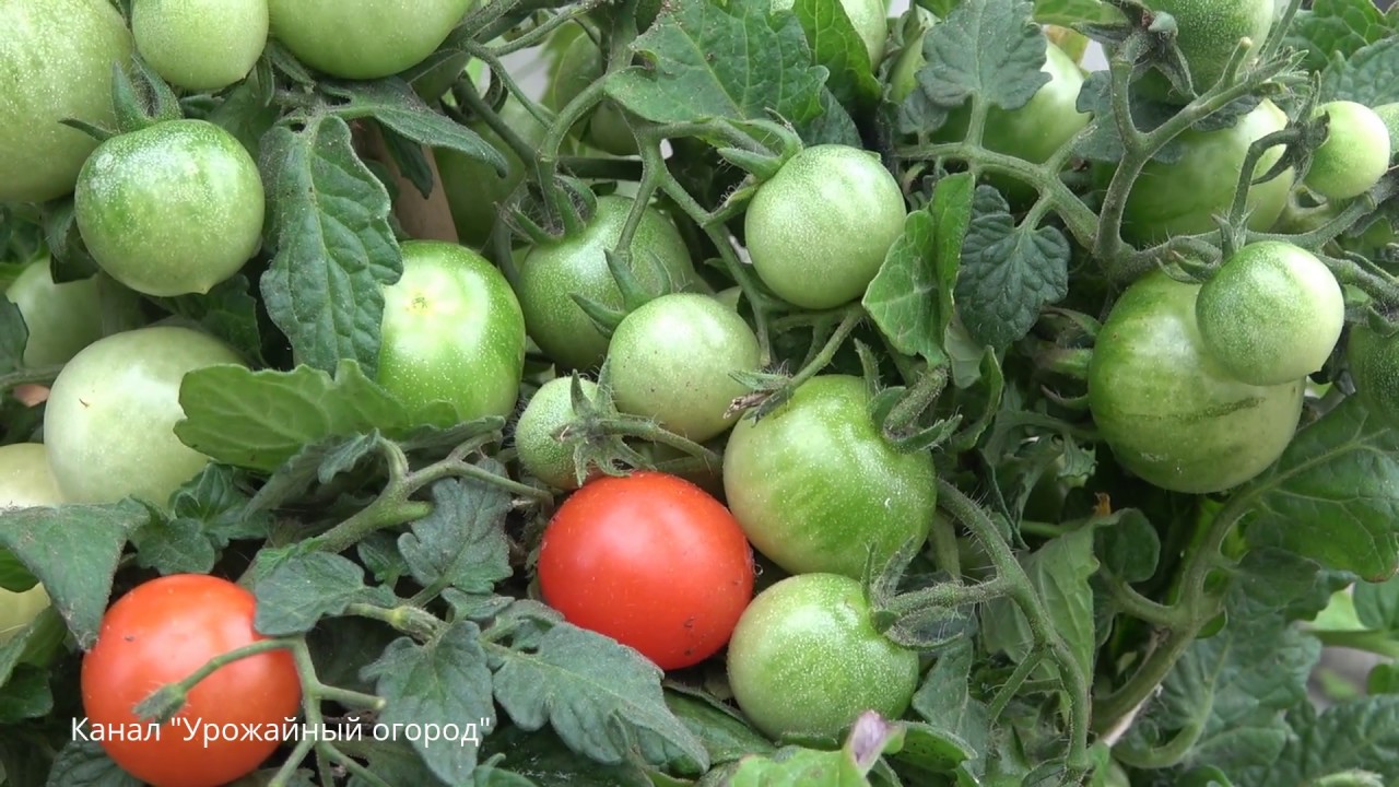 Супер средство для увеличения урожая томатов - борная кислота для томатов #02