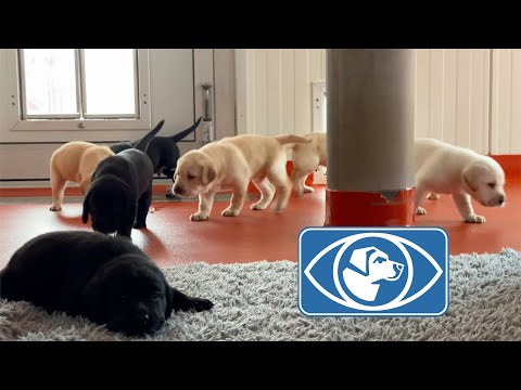 Fondation romande pour chiens-guides d'aveugles