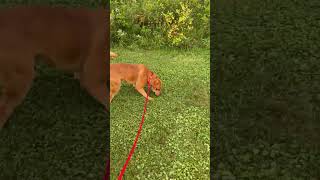 Video preview image #1 Boxer-Unknown Mix Puppy For Sale in Rootstown, OH, USA