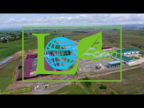 ORGANIC  TOMATO  BY KARVAN L  / KUMATO/PİNK PARADİSE    Contact: + 994 55 2144877 www.karvanl.com