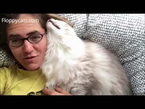 Snuggle Bunny Ragdoll Trigg in the Mornings - Floppycats