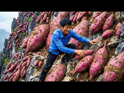 [TIMELAPSE] Harvesting 1000+KG of Sweet Potatoes, Rice, Bad Fruit,..., Go To Market Sell