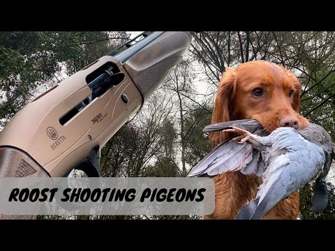 Roost Shooting | Pigeon Shooting | Gun Dog