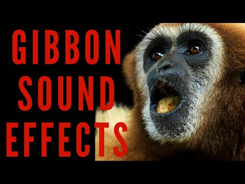 GIBBON SOUND EFFECTS - Gibbon Call and Noise