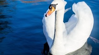 13 Amazing Facts About Swans