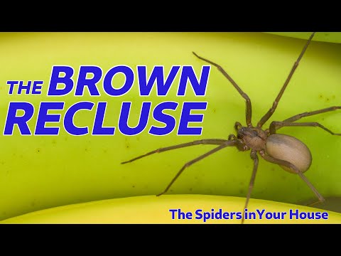The Spiders in Your House - The Brown Recluse