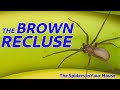 The Spiders In Your House The Brown Recluse
