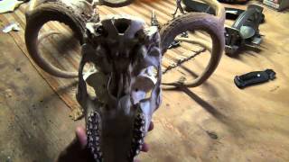Whitetail Deer Skull Cleaning