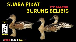 Download lagu Suara Pikat Belibis, Dijamin Ngumpul Try Trick mp3 Download lagu Suara Pikat Belibis, Dijamin Ngumpul Try Trick mp3