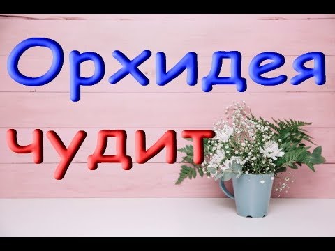 ОРХИДЕЯ:цветы-МУТАНТЫ.Где я взяла ПЕНОСТЕКЛО.