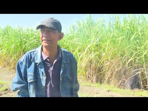 Realizan acciones en central “Grito de Yara” de Río Cauto, para cumplir con la zafra del próximo año