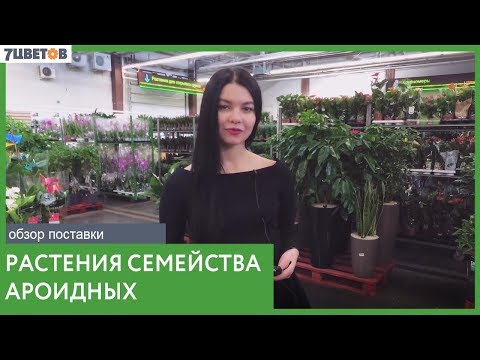 Ароидные растения / Обзор поставки комнатных растений в оптовый центр 7ЦВЕТОВ