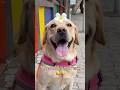 Kahan Jaoge Cutie Pie Comedyvideos Funny Viralvideos Shortvideos Comedy Labrador Dogs