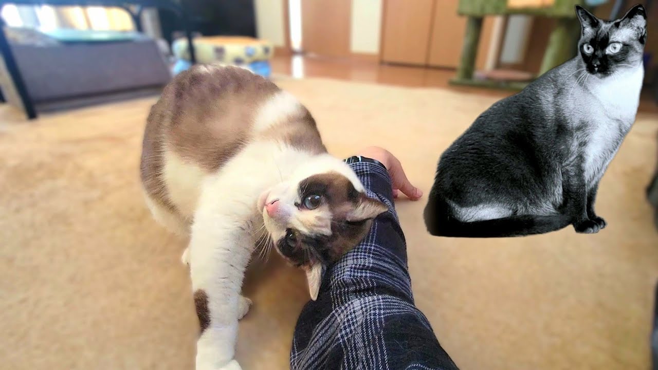 姉シャム猫が亡くなって寂しさのあまりに妹ペポがこのようになった🐿