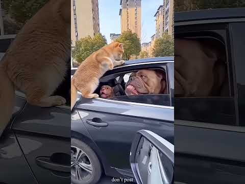 kiya mere babu ow chilye ga