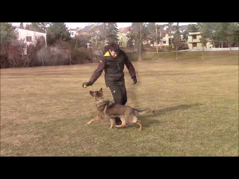 Akura  from The White Stream - obedience - 7 months