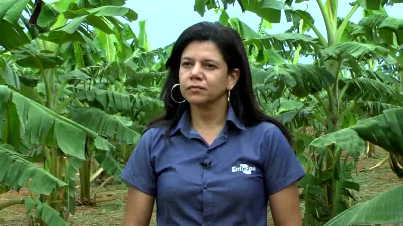 Amazonia Rural | Um dia de campo Rio Preto da Eva | Sigatoka Negra doença Bananas Acrelandia