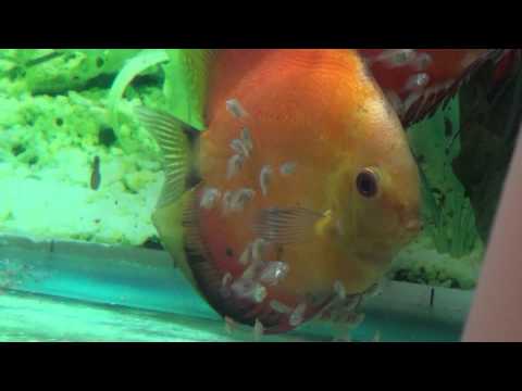 Discus Fish with Fry