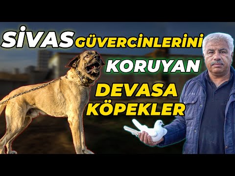 “Sivas Kuşunu Herkes Besleyemez!” | Sivaslı Kuşçu Metin Kümes Ziyareti