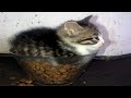 Funny Cats With Single Braincell