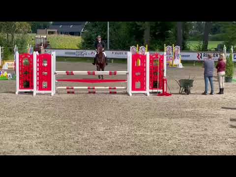 O’Connor TN - kwpn approved stallion