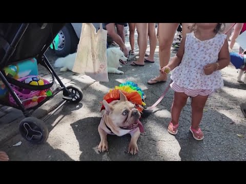Rio dogs dress up to celebrate Carnival - YouTube