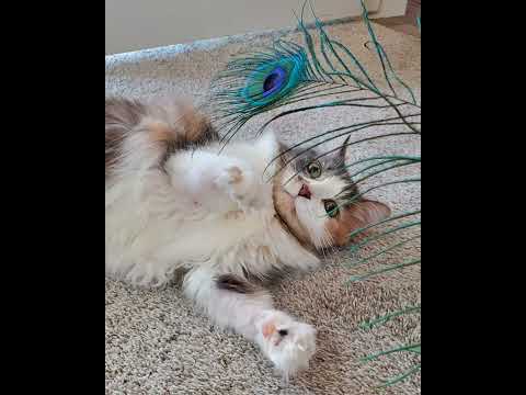 Crystal the Pet Nanny. LLC video.