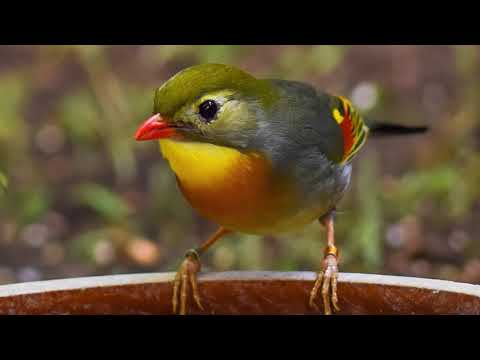 5 Hours of Relaxing Nightingale Sounds and Songs to Sleep - Sleep Bird Sounds - Singing Nightingale