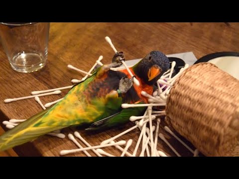 Perroquets drôles et fous - compilation des perroquets les plus drôles 2020