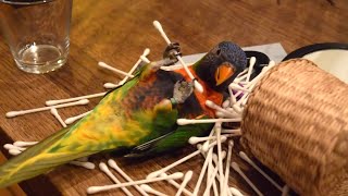 Miniature vidéo